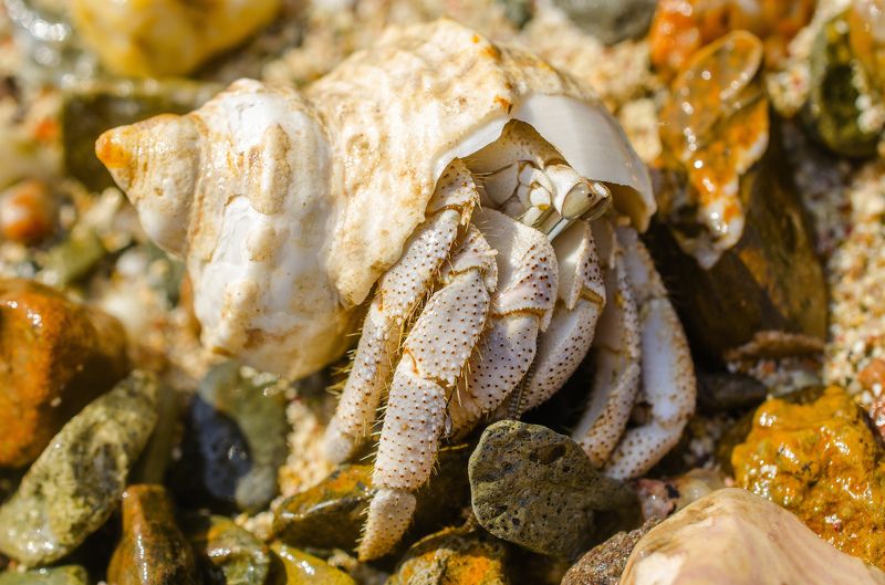 макро, рак-отшельник, членистоногое, моллюск, природа, раковина, море, жизнь Рак-отшельник 3 фото превью