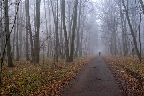 Туманный лес