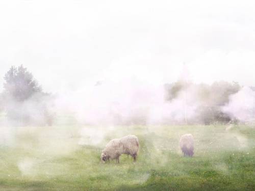 landscape with cheeps grazing