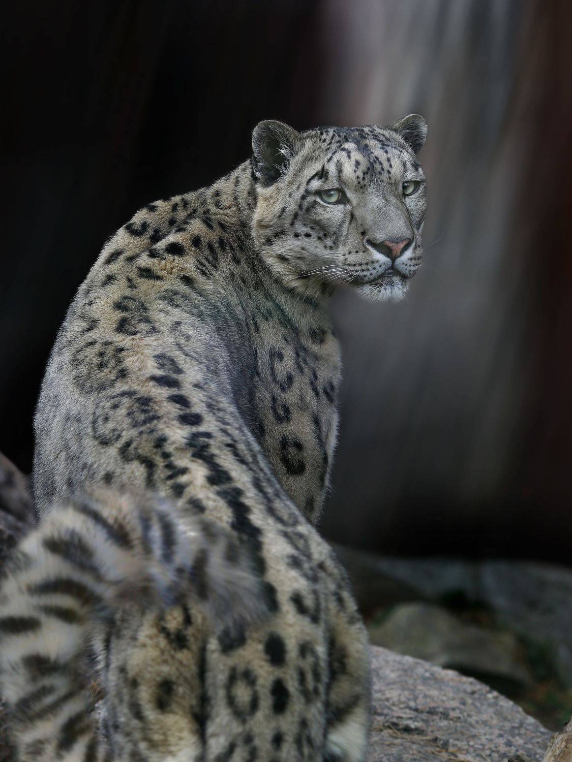 , Олег Богданов