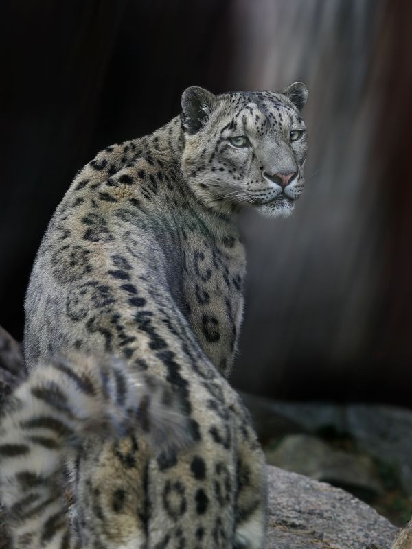 Снежный барс фото превью