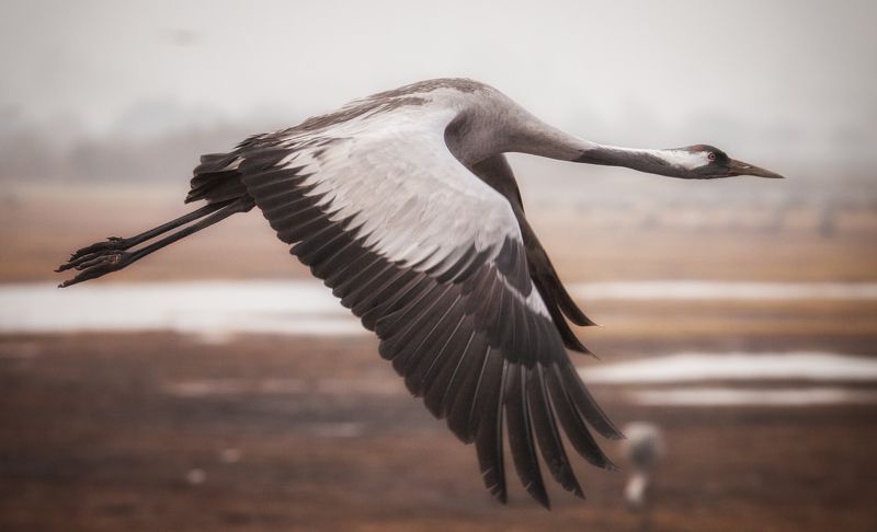 Crane Flight фото превью