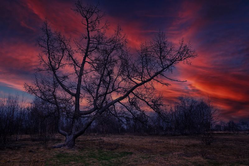 Mystical tree фото превью
