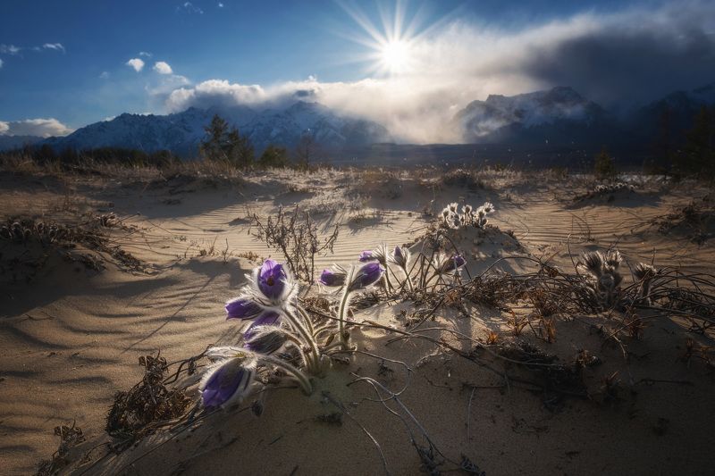 чарская пустыня,кодар,горы,забайкалье,сон трава,цветы пока цветёт сон-трава фото превью