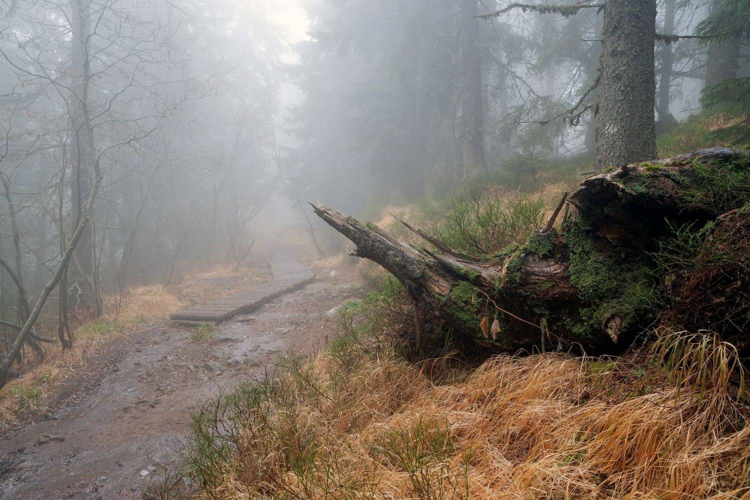 , Александър Сандев