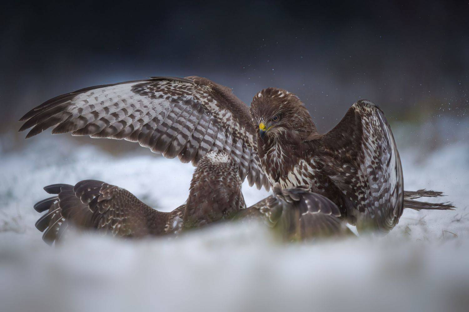 bird, birds, birdsofpray, raptors, buzzard, forest, dusk, action, nature, wildlife, animals, Wojciech Sobiesiak