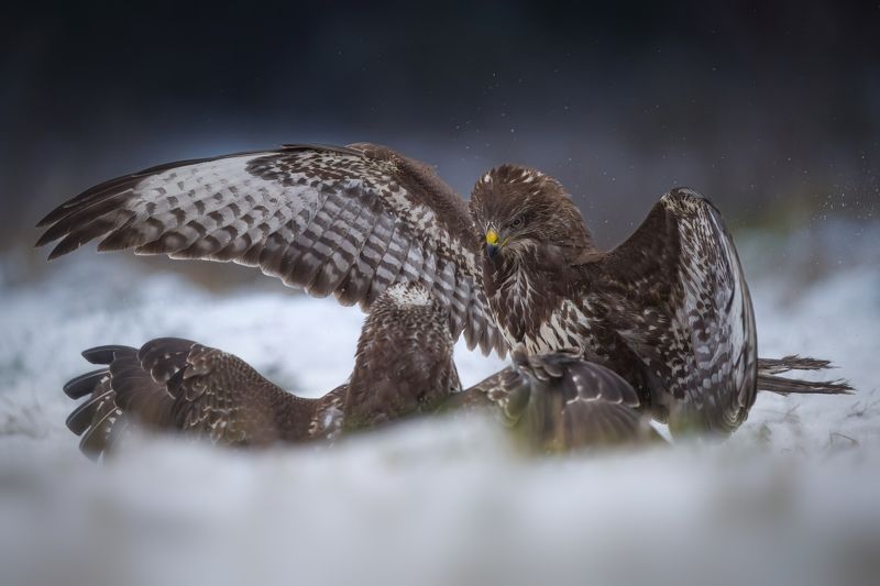 bird, birds, birdsofpray, raptors, buzzard, forest, dusk, action, nature, wildlife, animals Round one фото превью