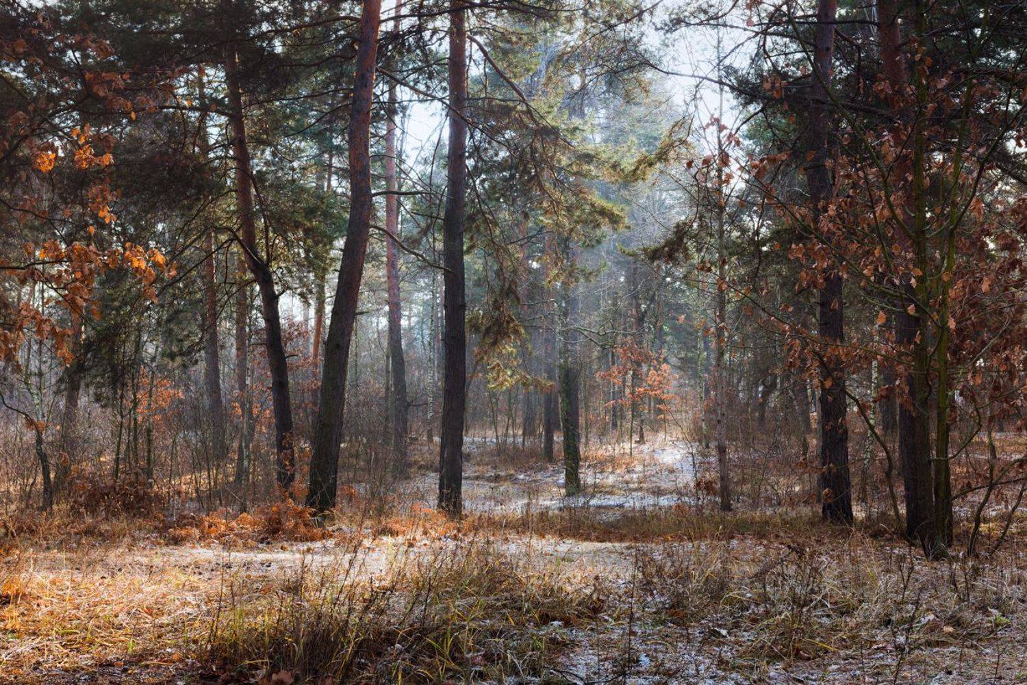 лес, зима, декабрь, рассвет, иней, Галанзовская Оксана