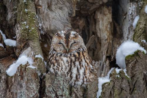 Серая неясыть (Strix aluco).