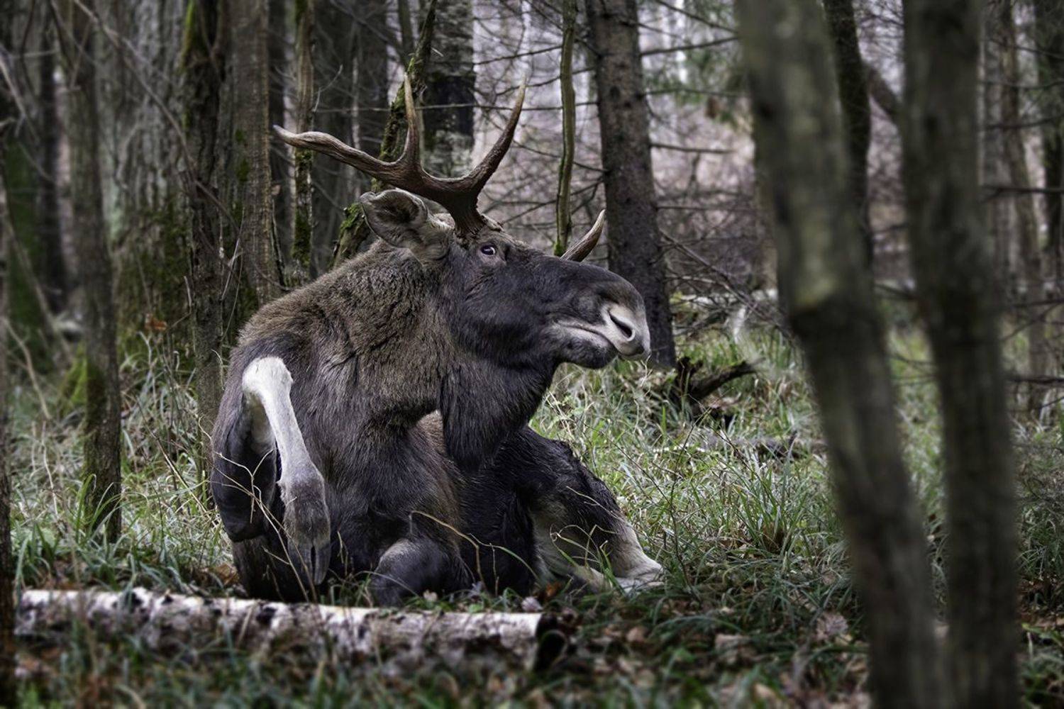 лось, лес, копыта, Наталия Сытина