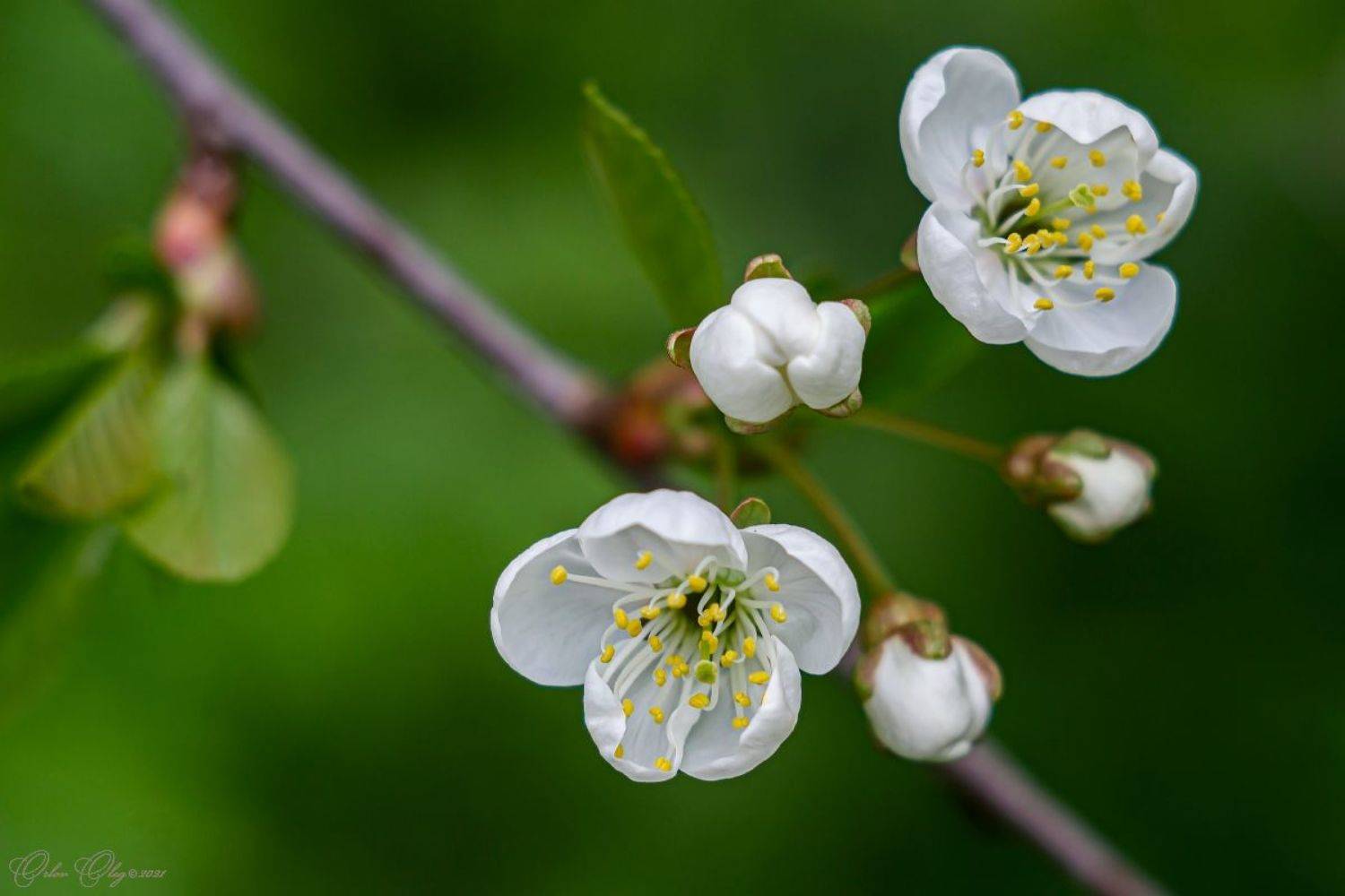 , Орлов Олег