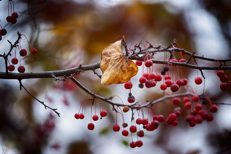 Late Fall фото превью