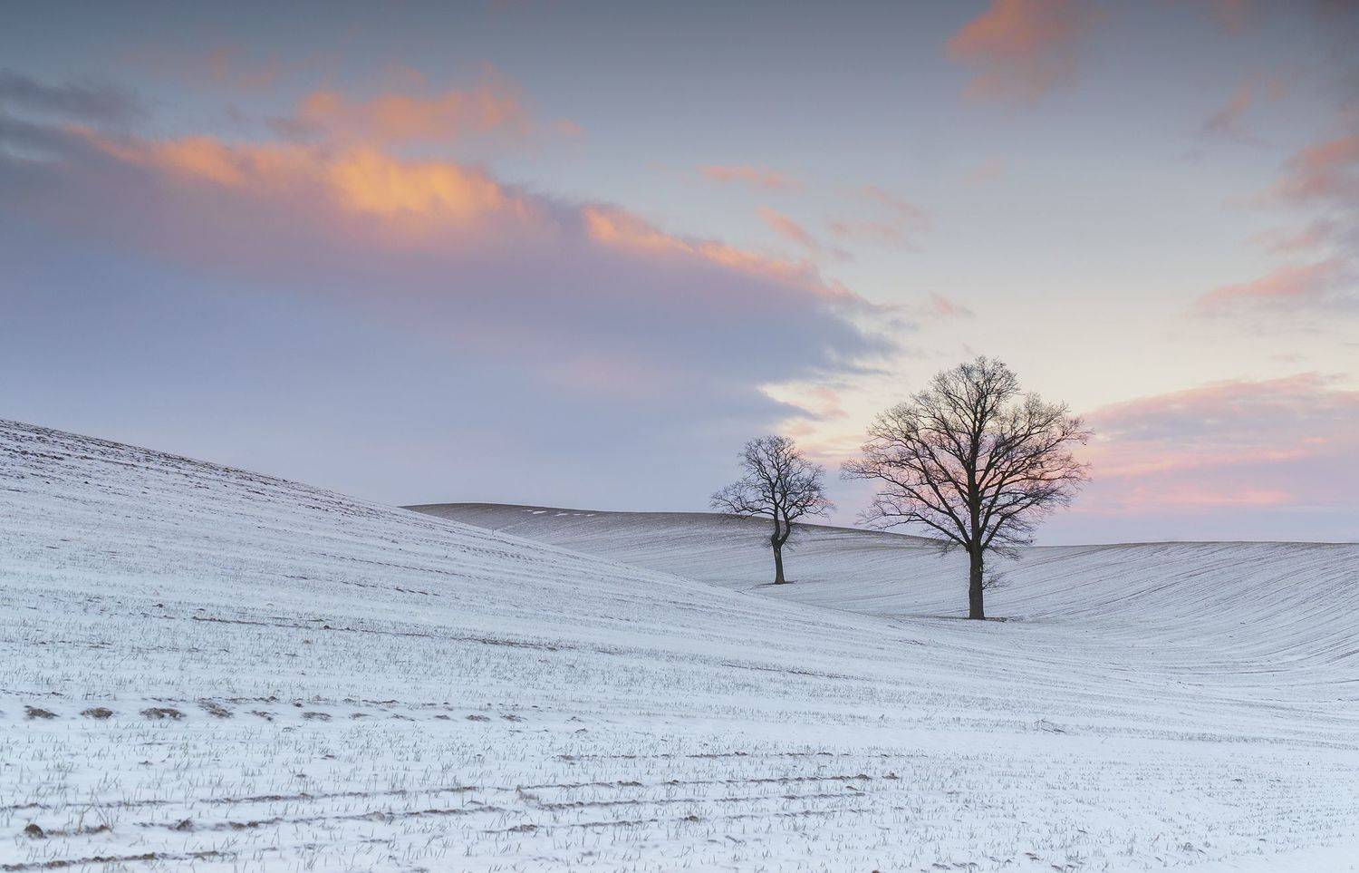 tree, winter, oak, sky, cloud, snow, Lukasz Zugaj