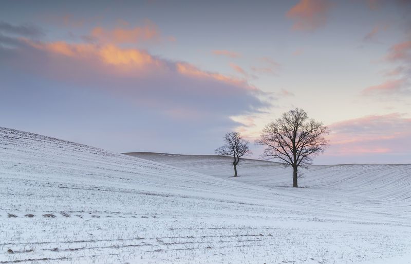 tree, winter, oak, sky, cloud, snow Oaks фото превью