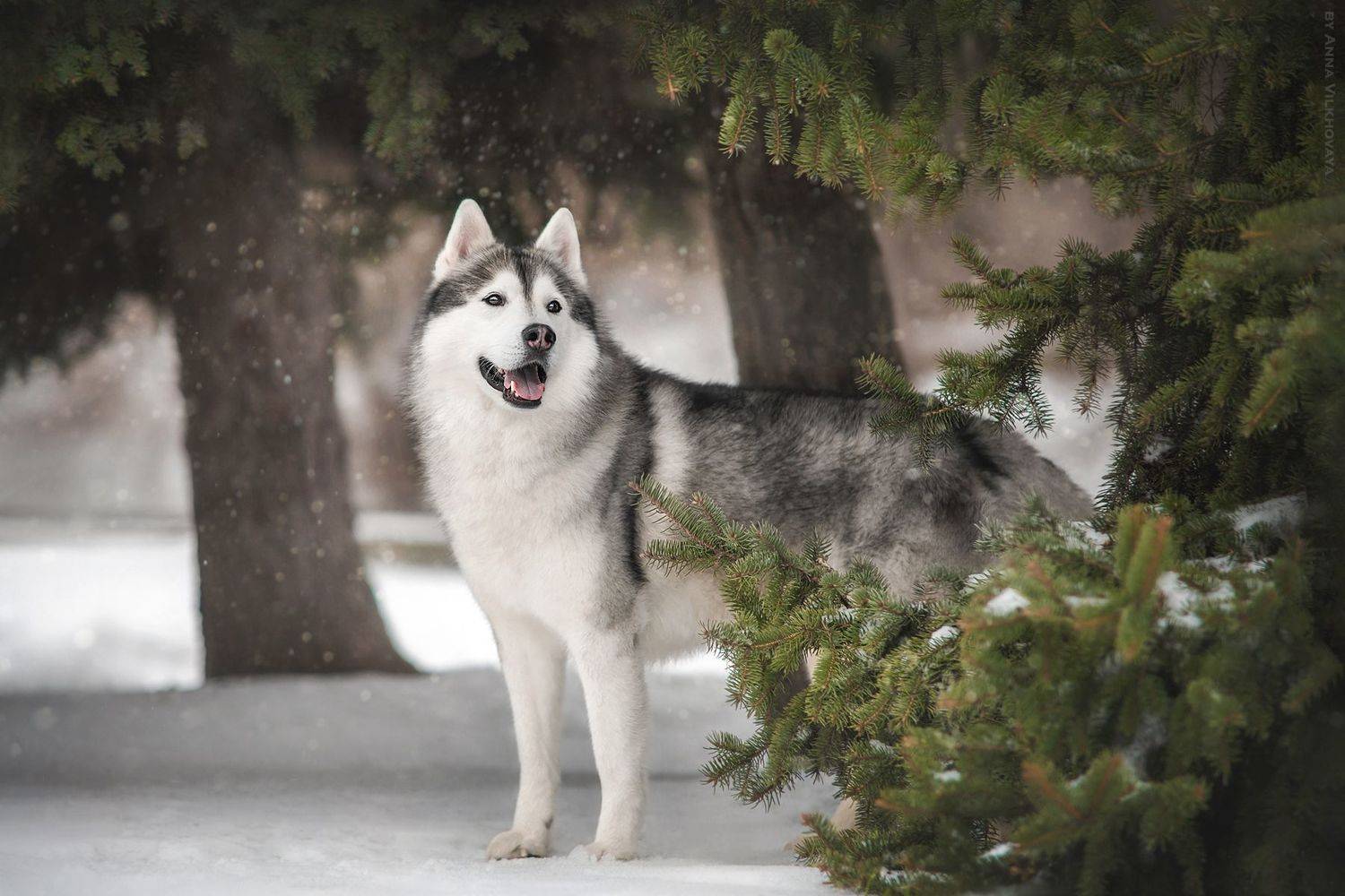, Анна Вильховая