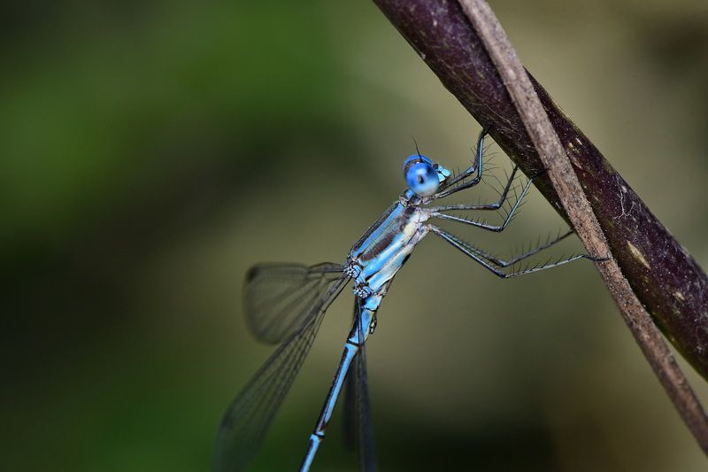 denis moura, mogi das cruzes, brasil, donzelinha Donzelinha фото превью