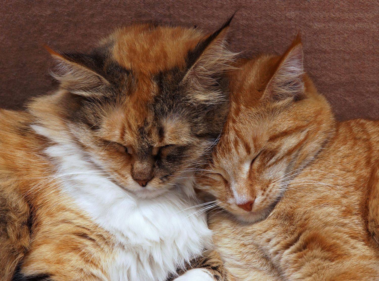 , Владимир Краснов