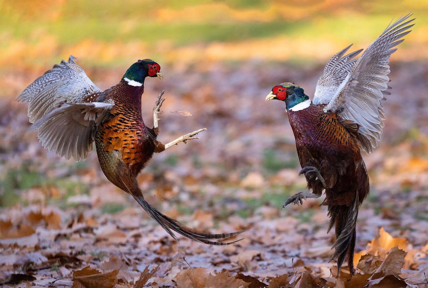 , Robert Adamec