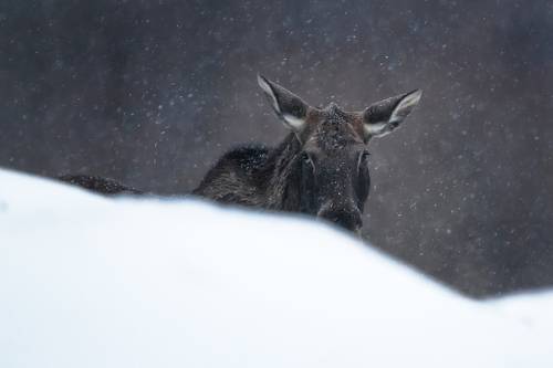 Ку-Ку, Я тут