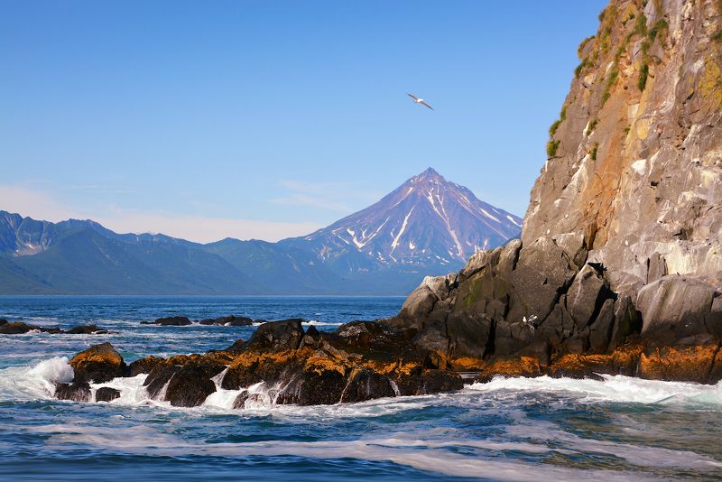 На птичьем базаре фото превью