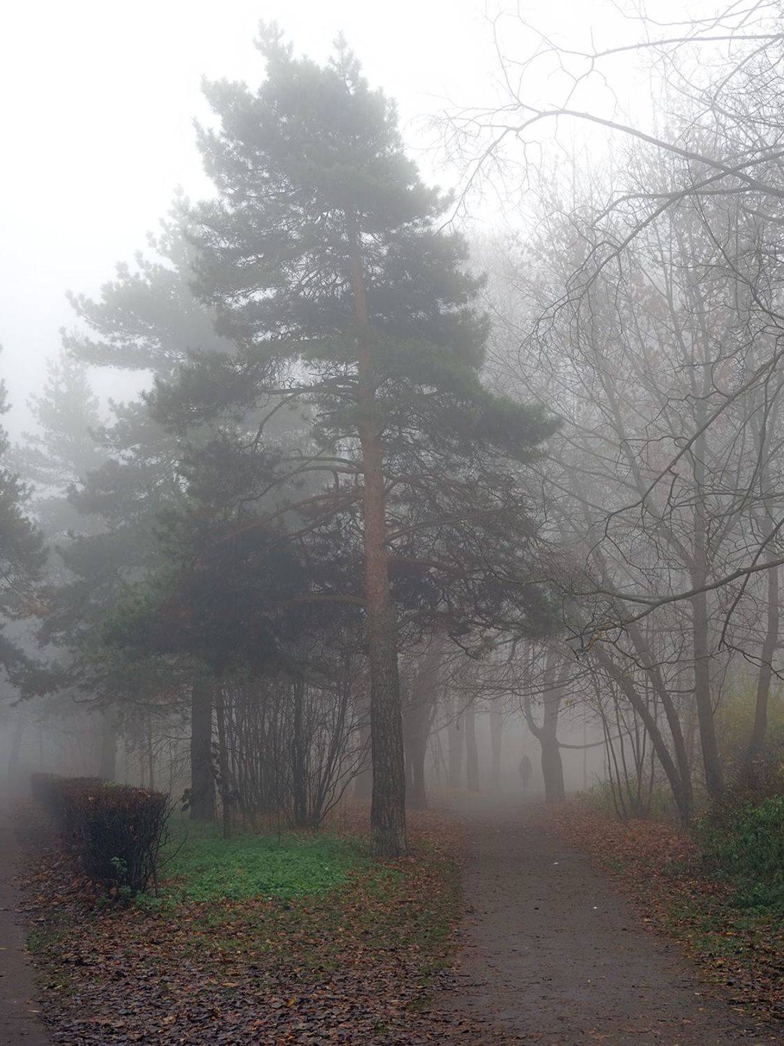 , Сергей Духанин