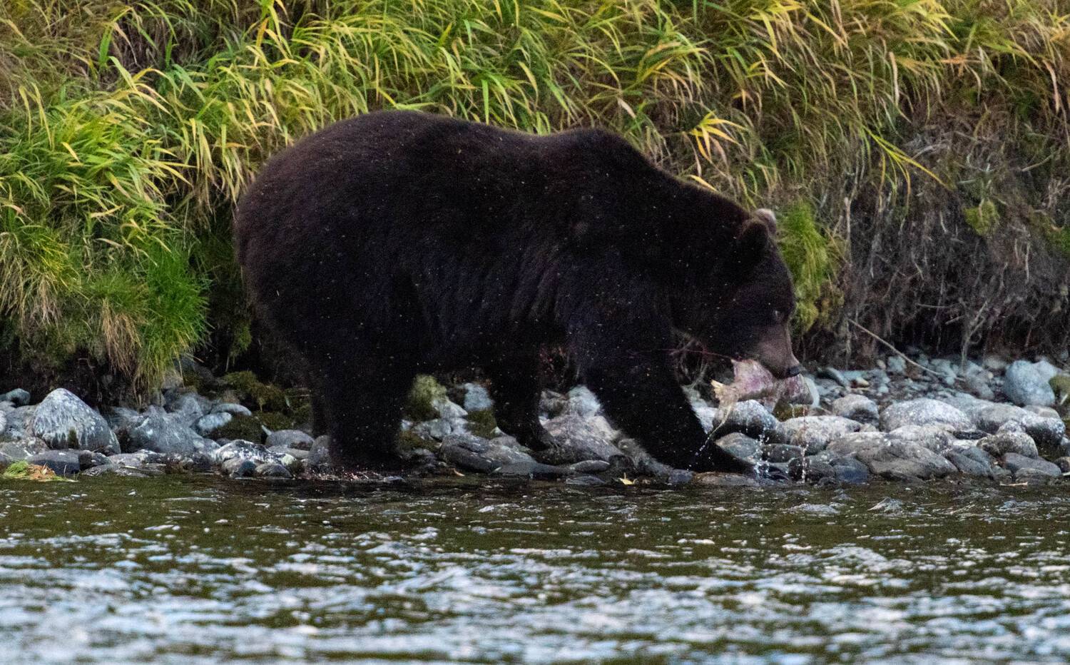 медведь, лосось, камчатка, Karasev Pavel