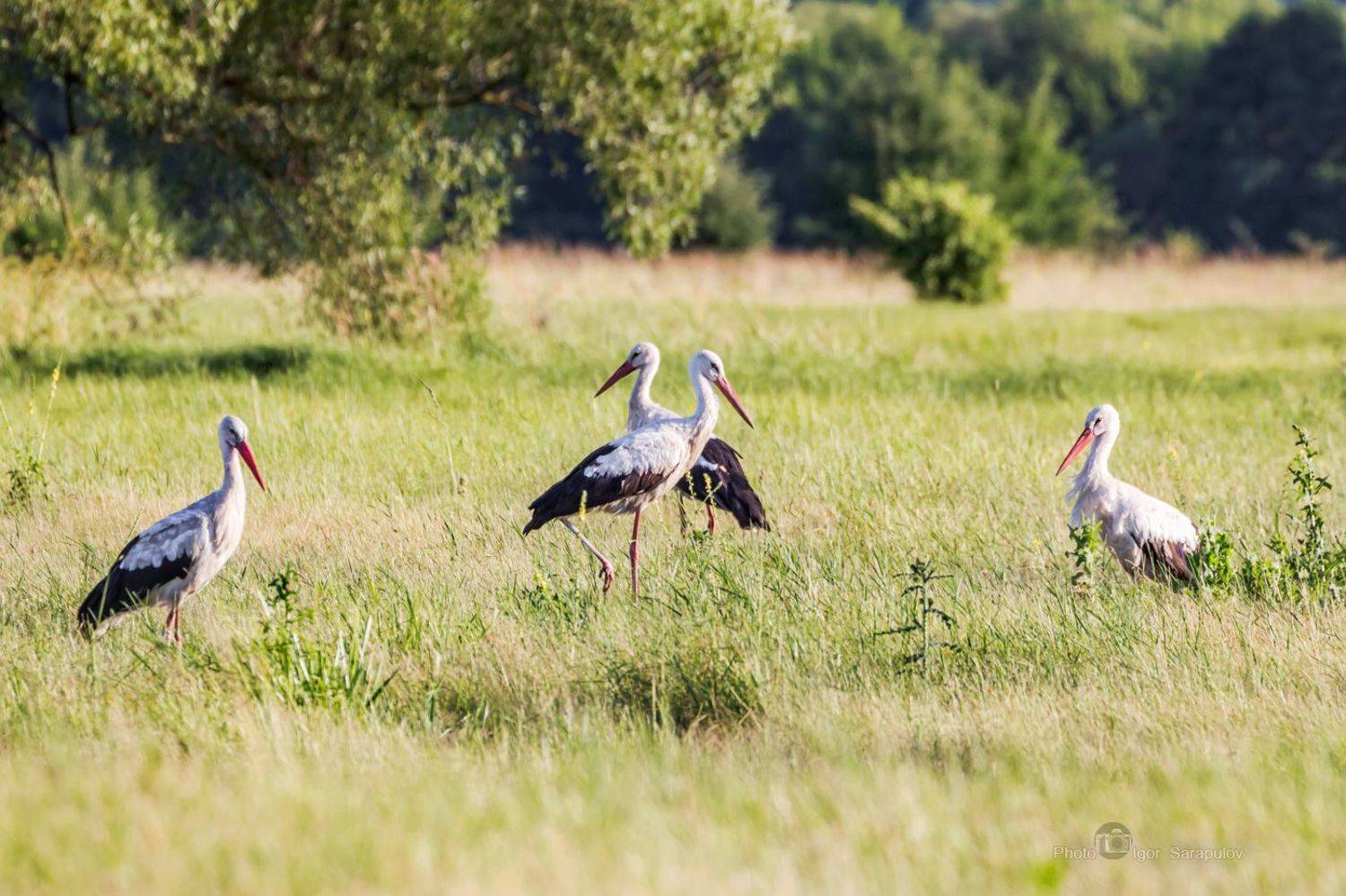квартет, аисты, ciconia, птица, поле, пейзаж, поляна, фотоохота, синхронно ,  одновременно , параллельно,  природа, птицы, лето, белгородчина, белгородская бласть , стая,, Игорь Сарапулов