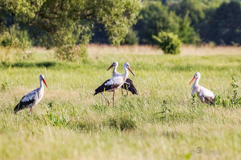 квартет, аисты, ciconia, птица, поле, пейзаж, поляна, фотоохота, синхронно ,  одновременно , параллельно,  природа, птицы, лето, белгородчина, белгородская бласть , стая, Аисты синхроннисты фото превью