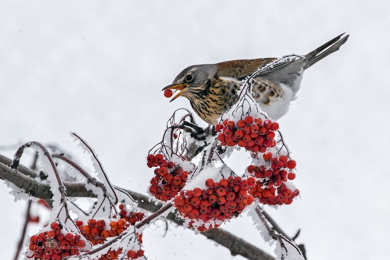 дрозд рябинник, turdus pilaris, питание, птичка, птица, плоды, рябина, снегопад, снег,   парк, иней, зима, мороз, белгородчина, белгородская область, Дрозд рябинник фото превью