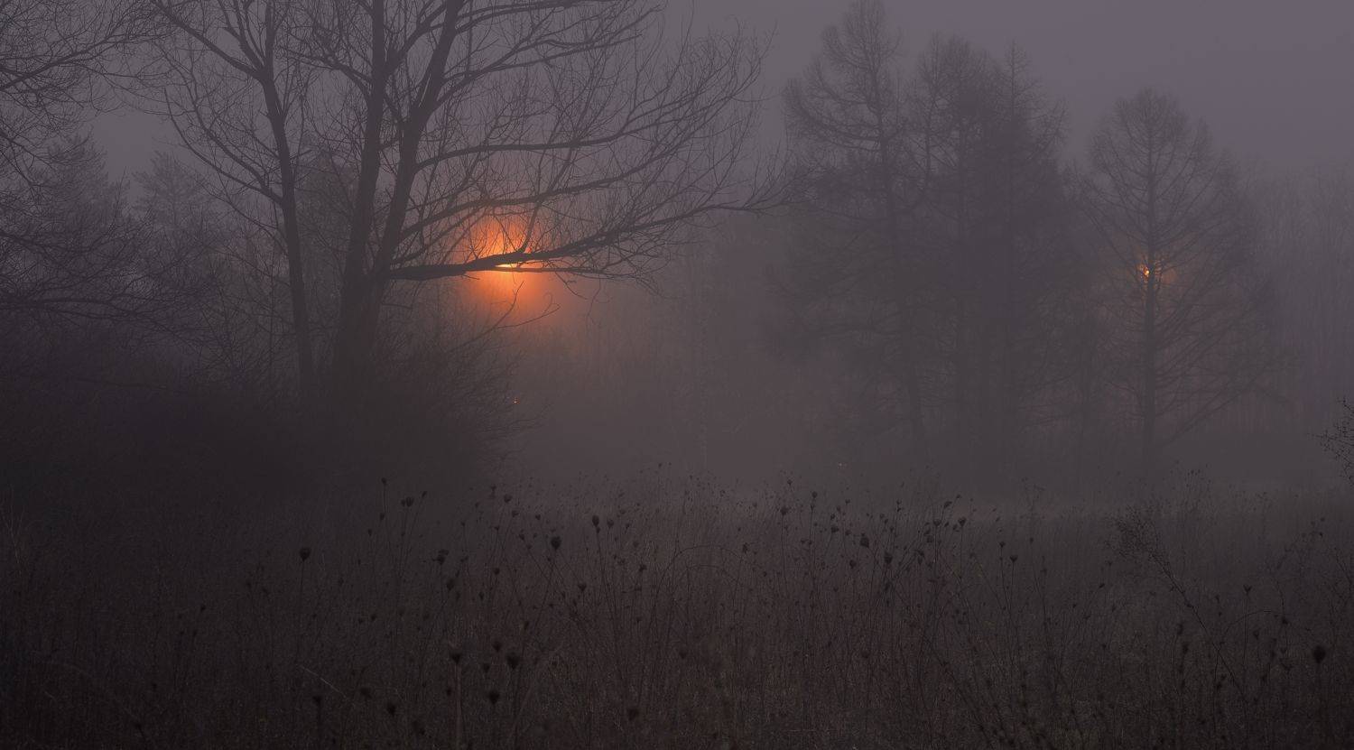 зима туман лес утро, Александр Жарников