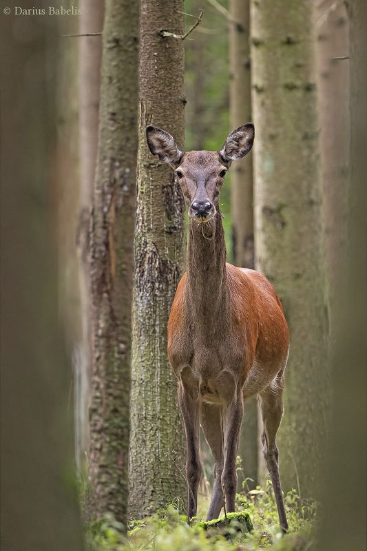 Благородный олень фото превью