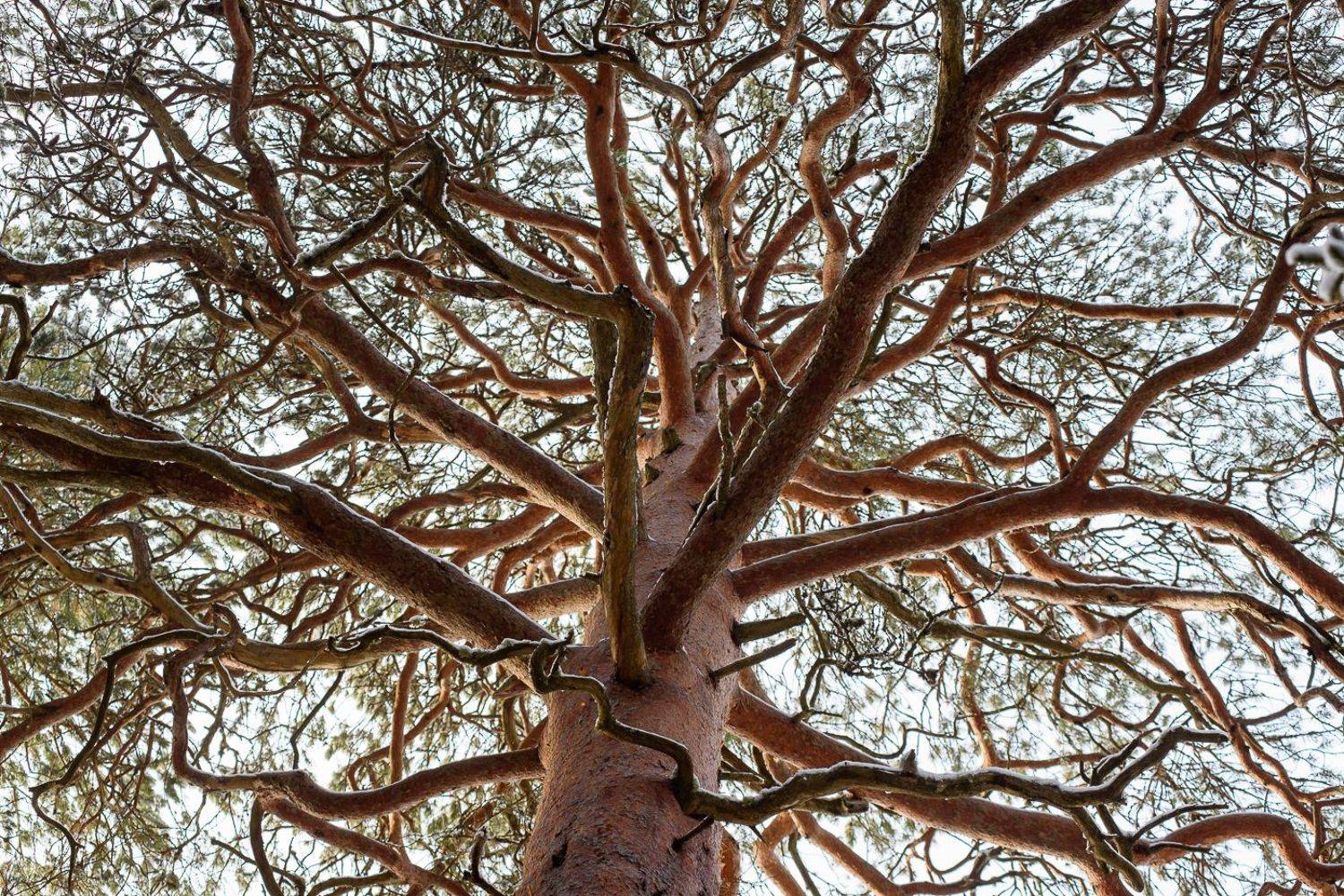 , Григорий Пиль