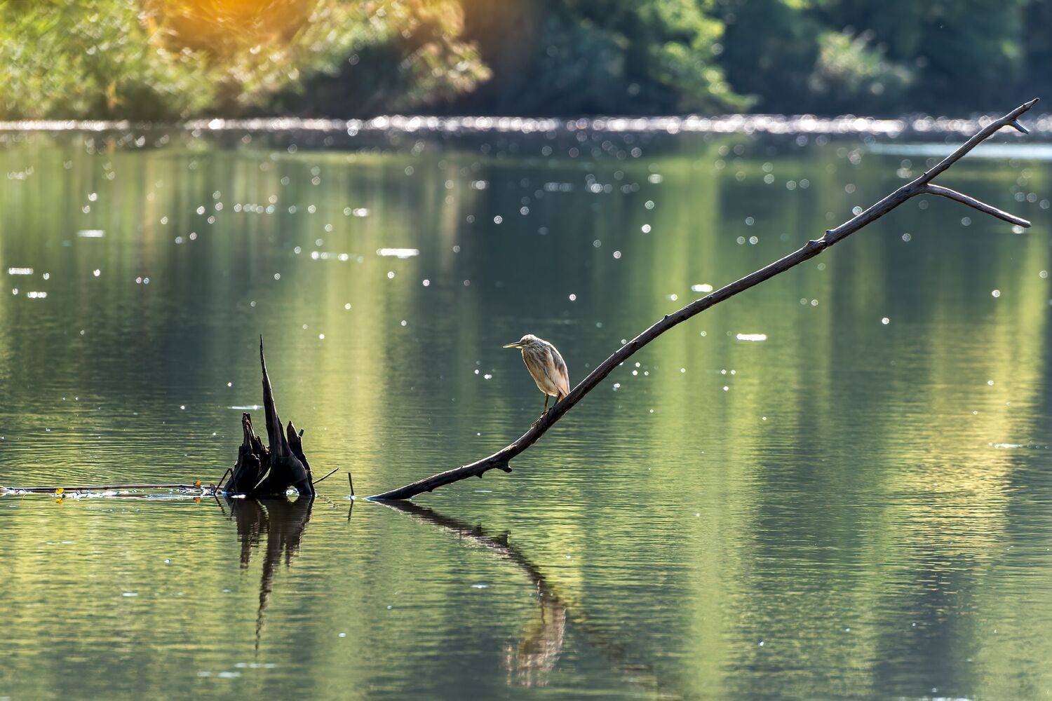 жёлтая цапля, утро, Алексей Рыльский