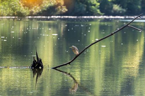 Утро жёлтой цапли