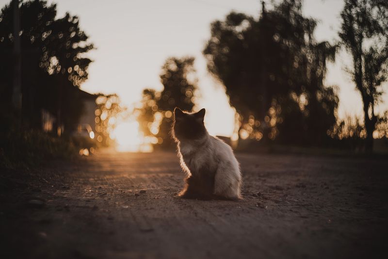 лето, закат, вечер, кот, река, берег, одуванчик, боке ТЕПЛО ЛЕТНЕГО ВЕЧЕРА фото превью