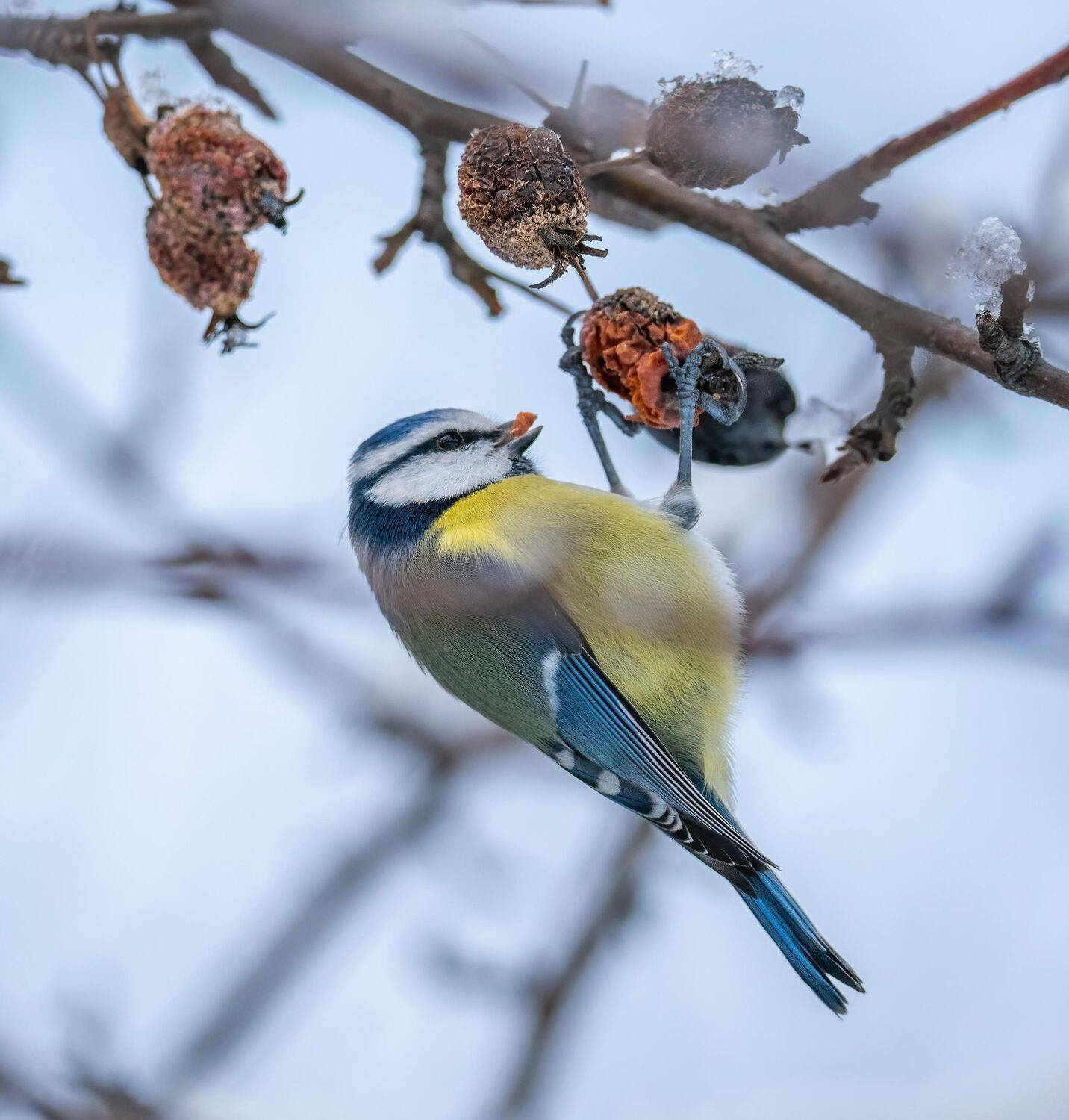 , Константин Дэм