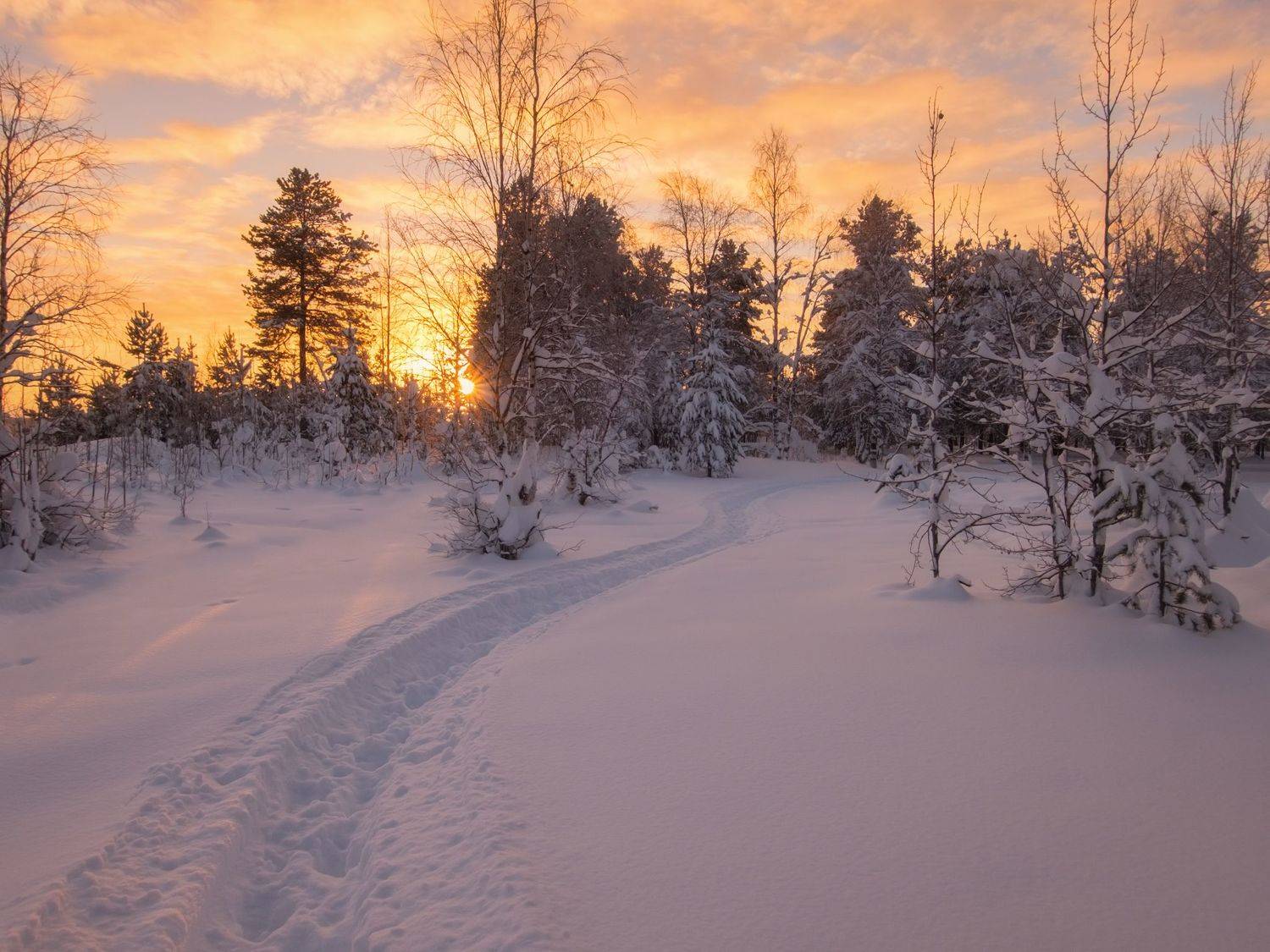 печора, лес, север, Игорь Подобаев