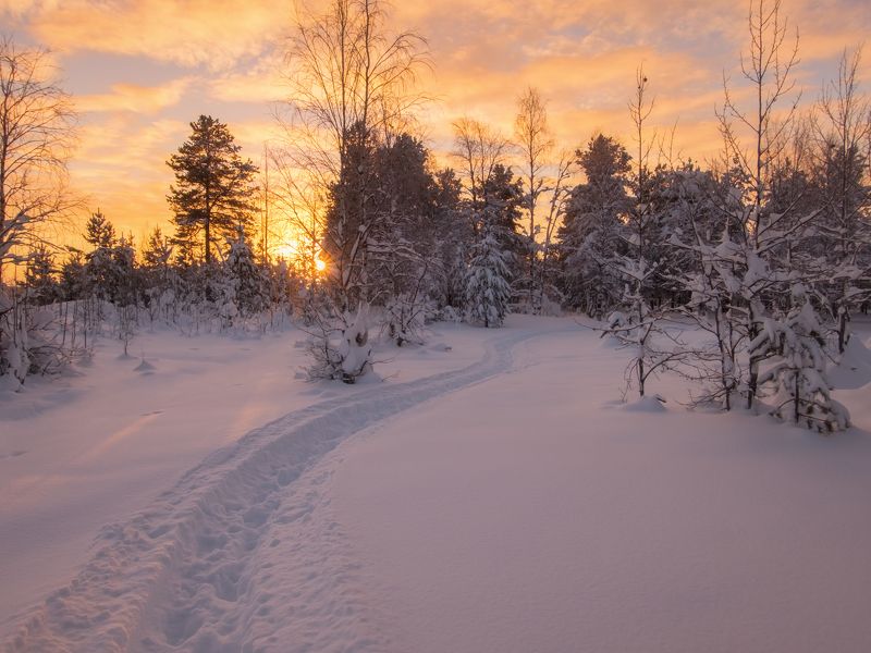 печора, лес, север Декабрьский закат севера фото превью