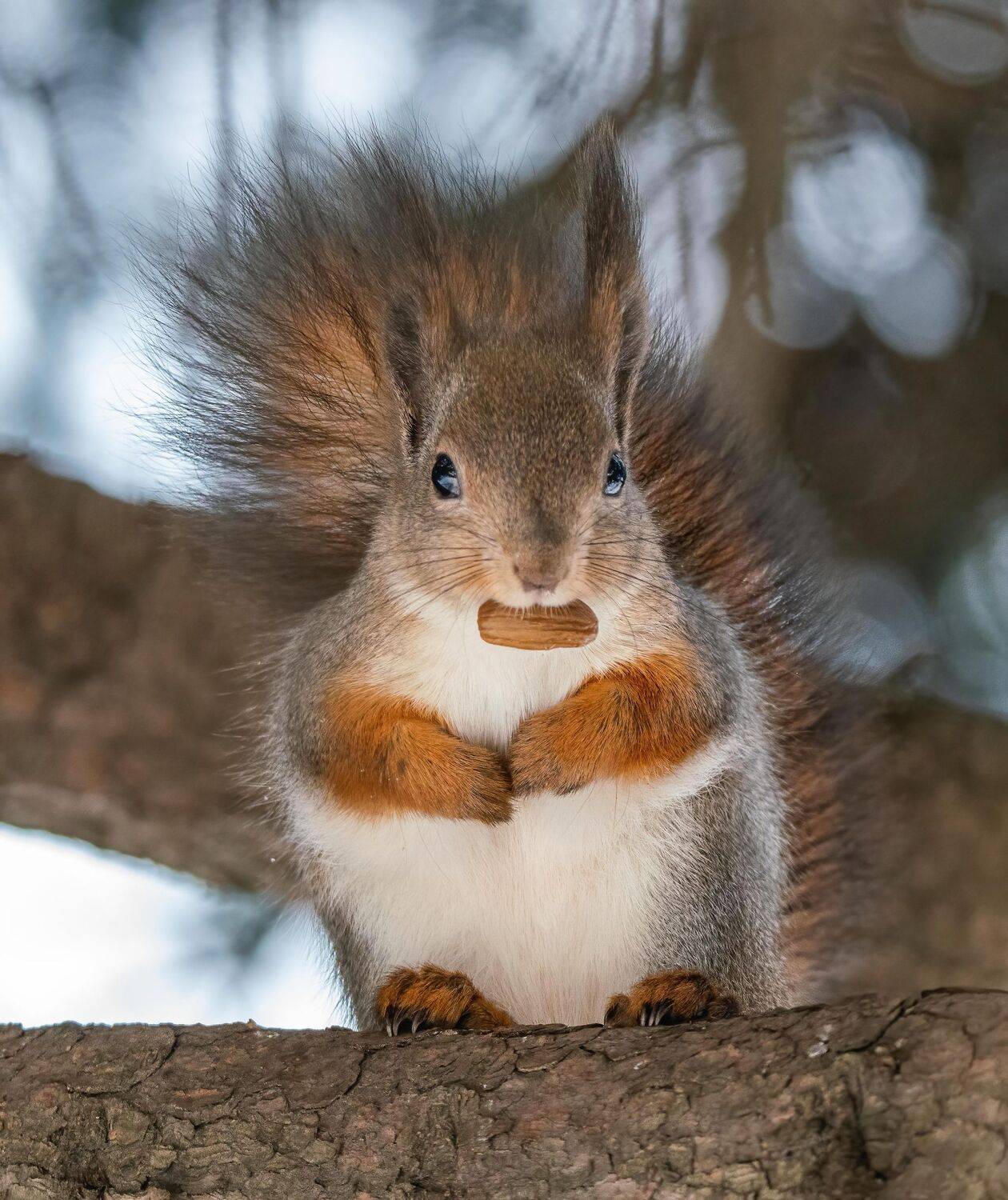 , Константин Дэм