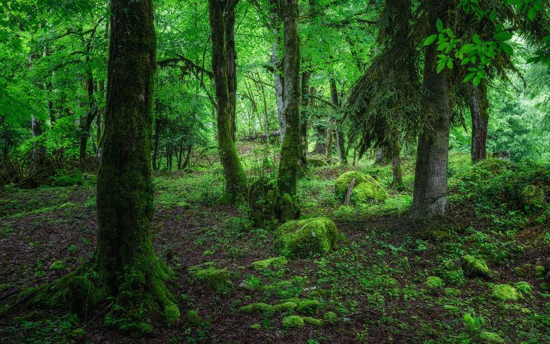 пейзаж, день В реликтовом лесу фото превью