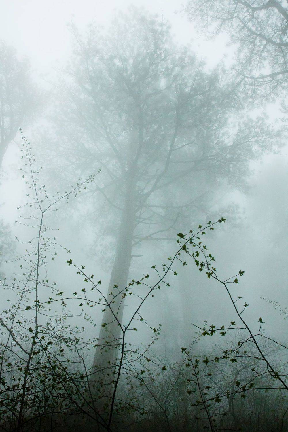 , Елена Покрепа