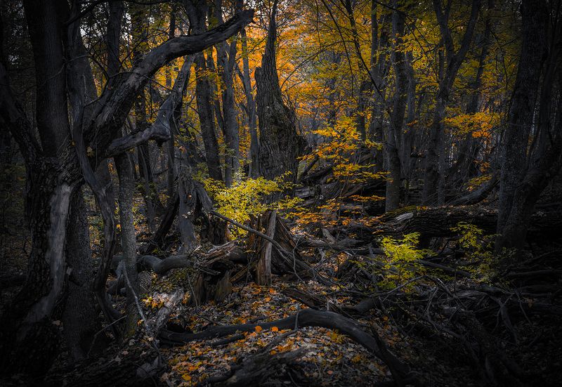 Сказочный лес фото превью