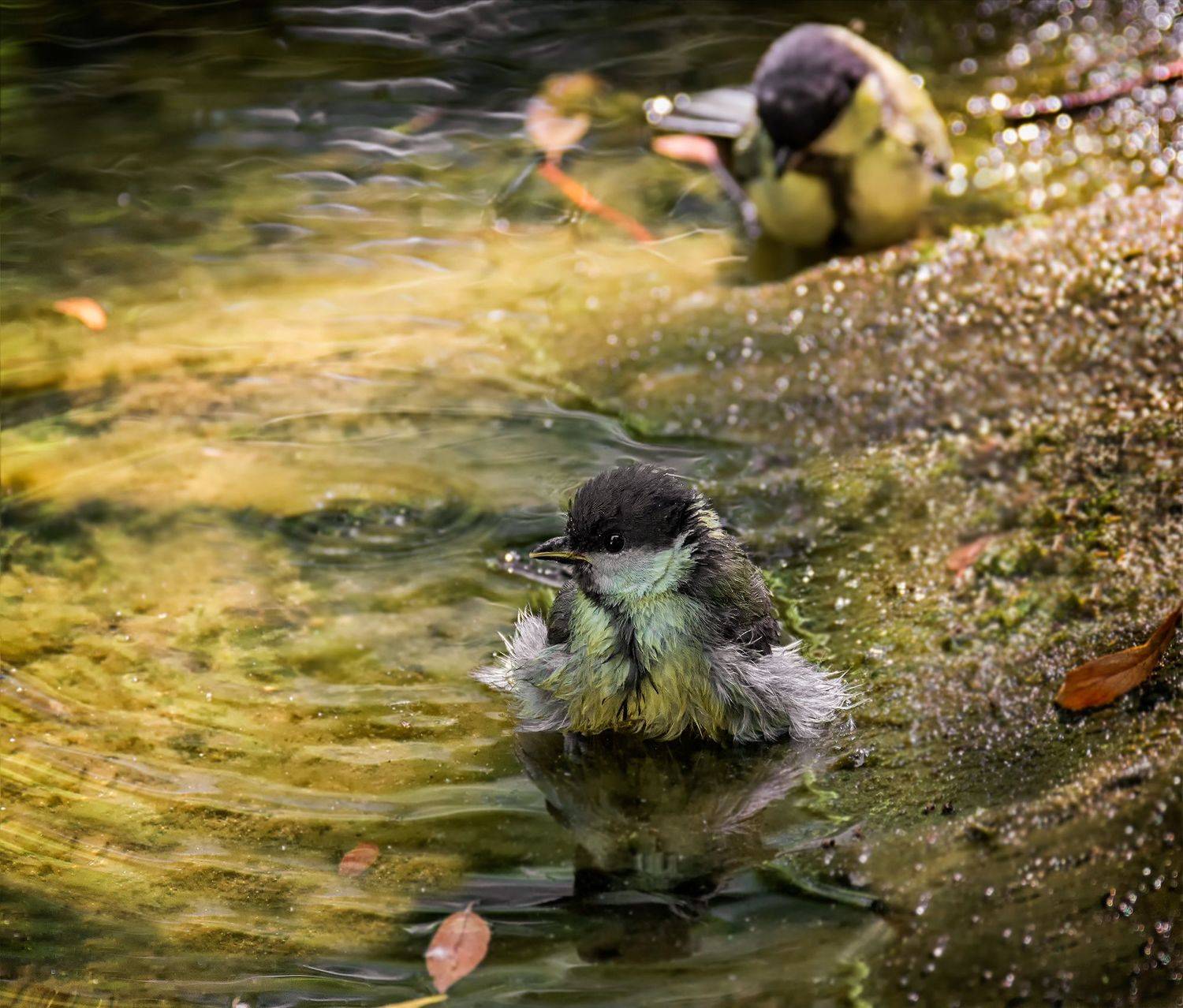 птица, большая синица, купание, водоём,, Марина Мочалова