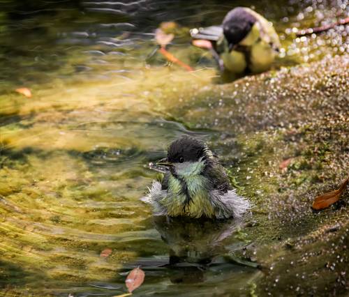 водные процедуры..