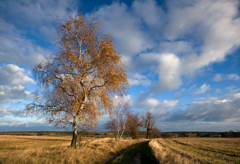 field paths... фото превью