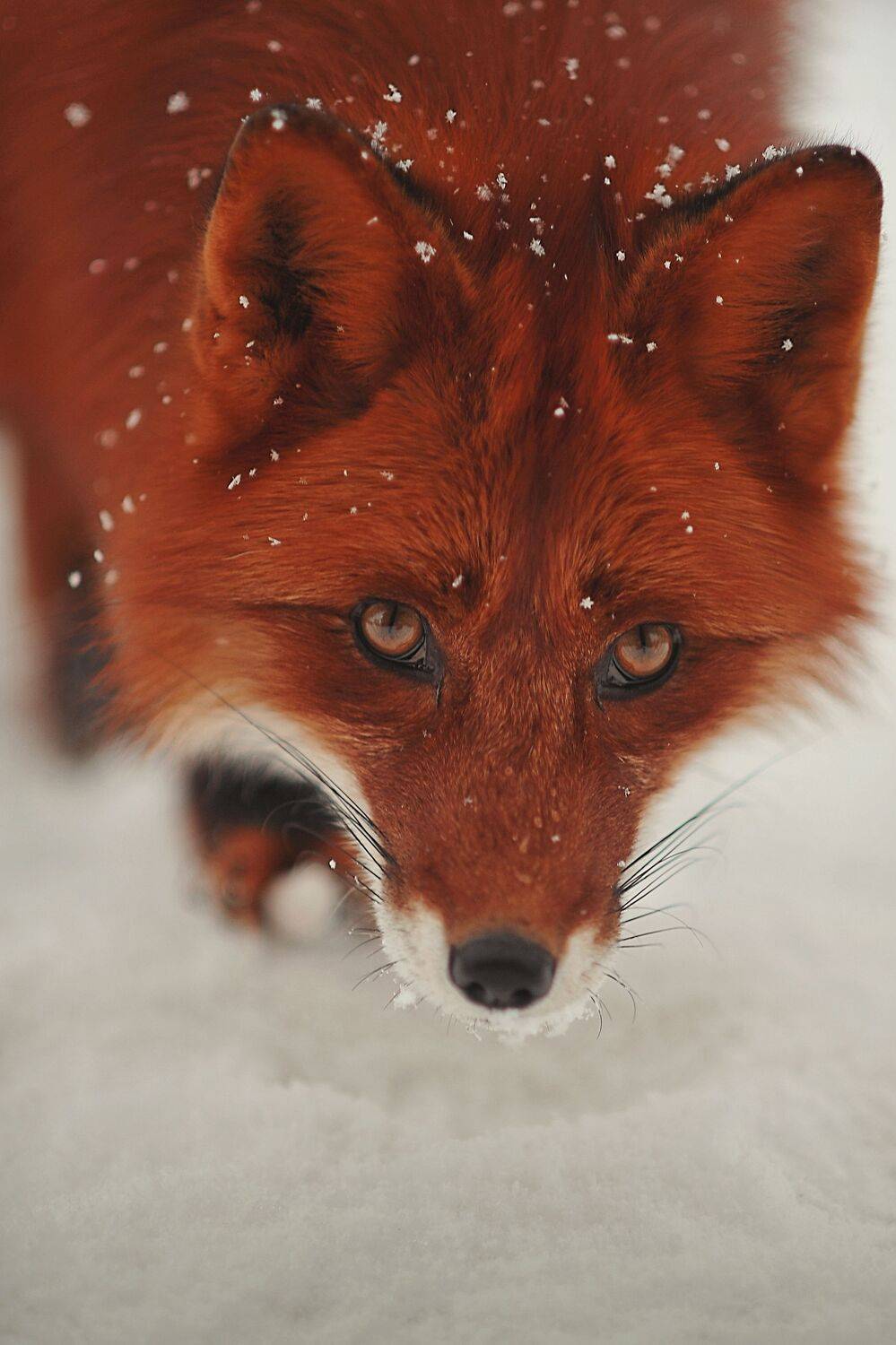 , Ксения Лысенкова