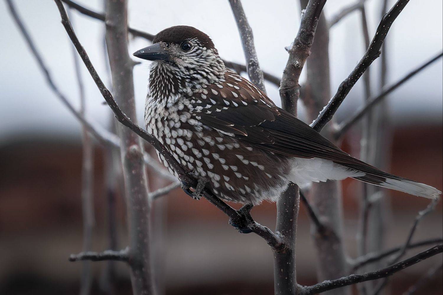 кедровка, Марат Кучкаев