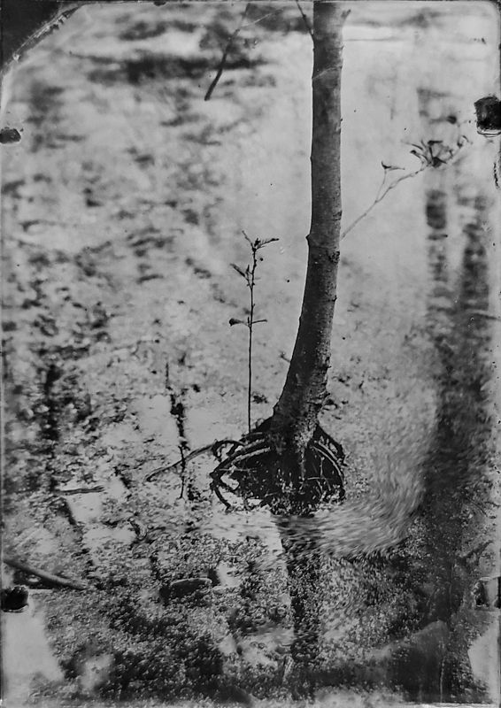 амбротип,  плёнка, средний формат, пейзаж, большой формат.  фото превью