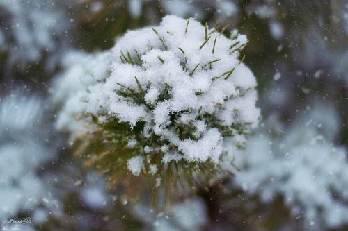Зимние зарисовки