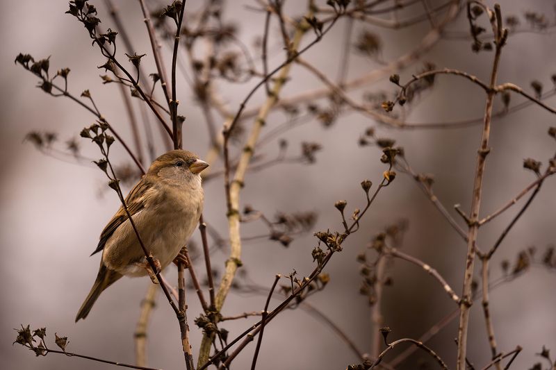 Sparrow фото превью